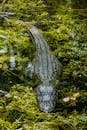 Shallow Focus Photo Of Crocodile On Body Of Water