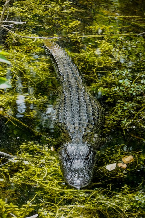 Free Shallow Focus Photo Of Crocodile On Body Of Water Stock Photo