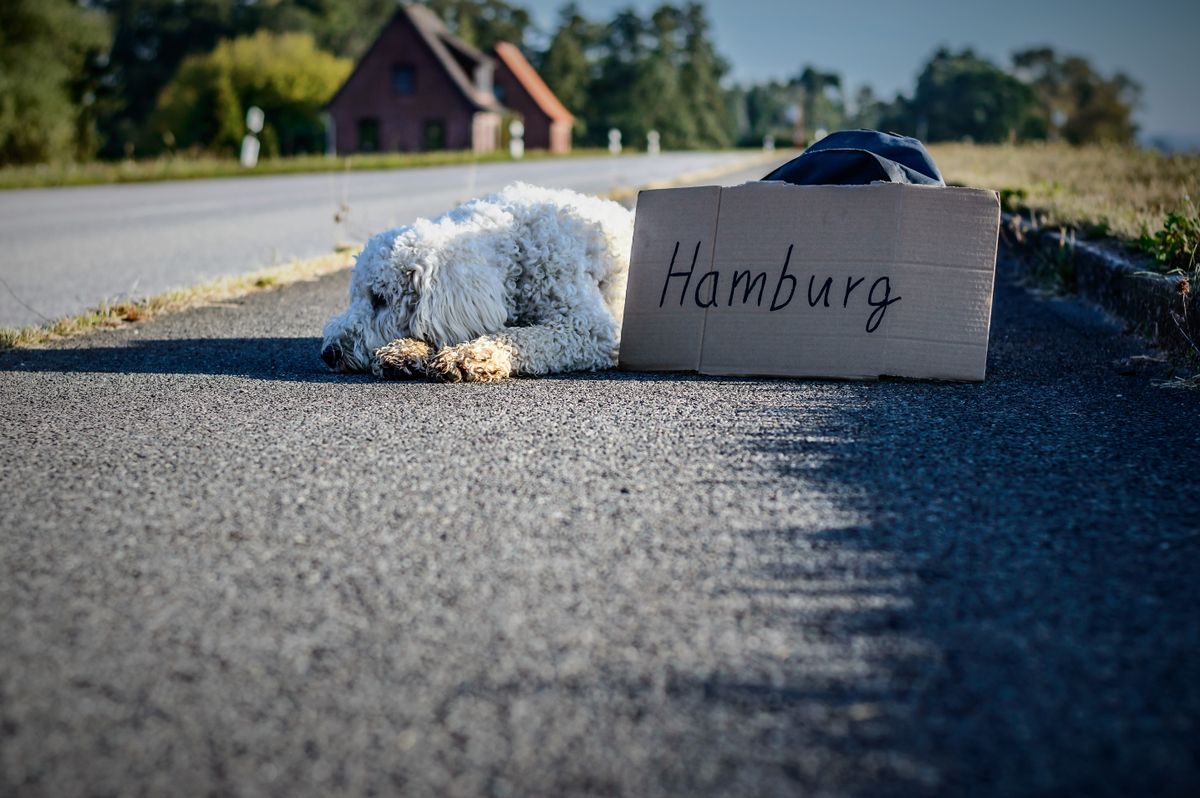 Carton scris de mana cu destinatia Hamburg, asezat pe acostament langa un caine