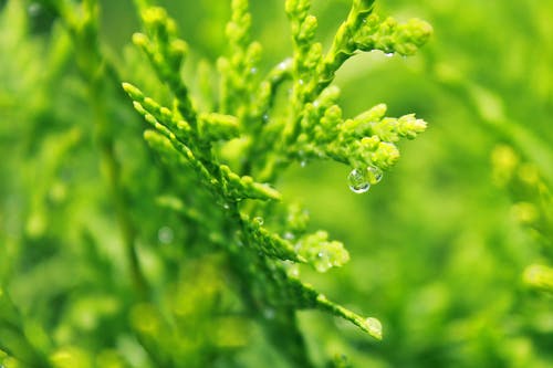 Hoja Verde Con Gotas De Agua