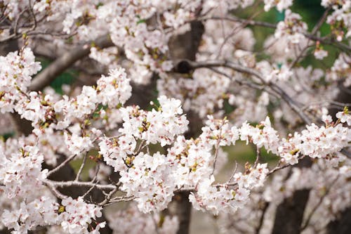 オーガニック, 咲く, 成長の無料の写真素材