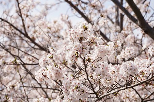Free Beautiful close-up of cherry blossoms in full bloom during spring, showcasing nature's beauty. Stock Photo
