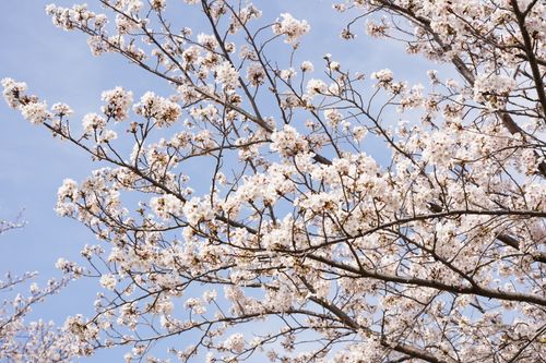 Free Close-up of cherry blossom branches with white blossoms against a clear blue sky. Stock Photo