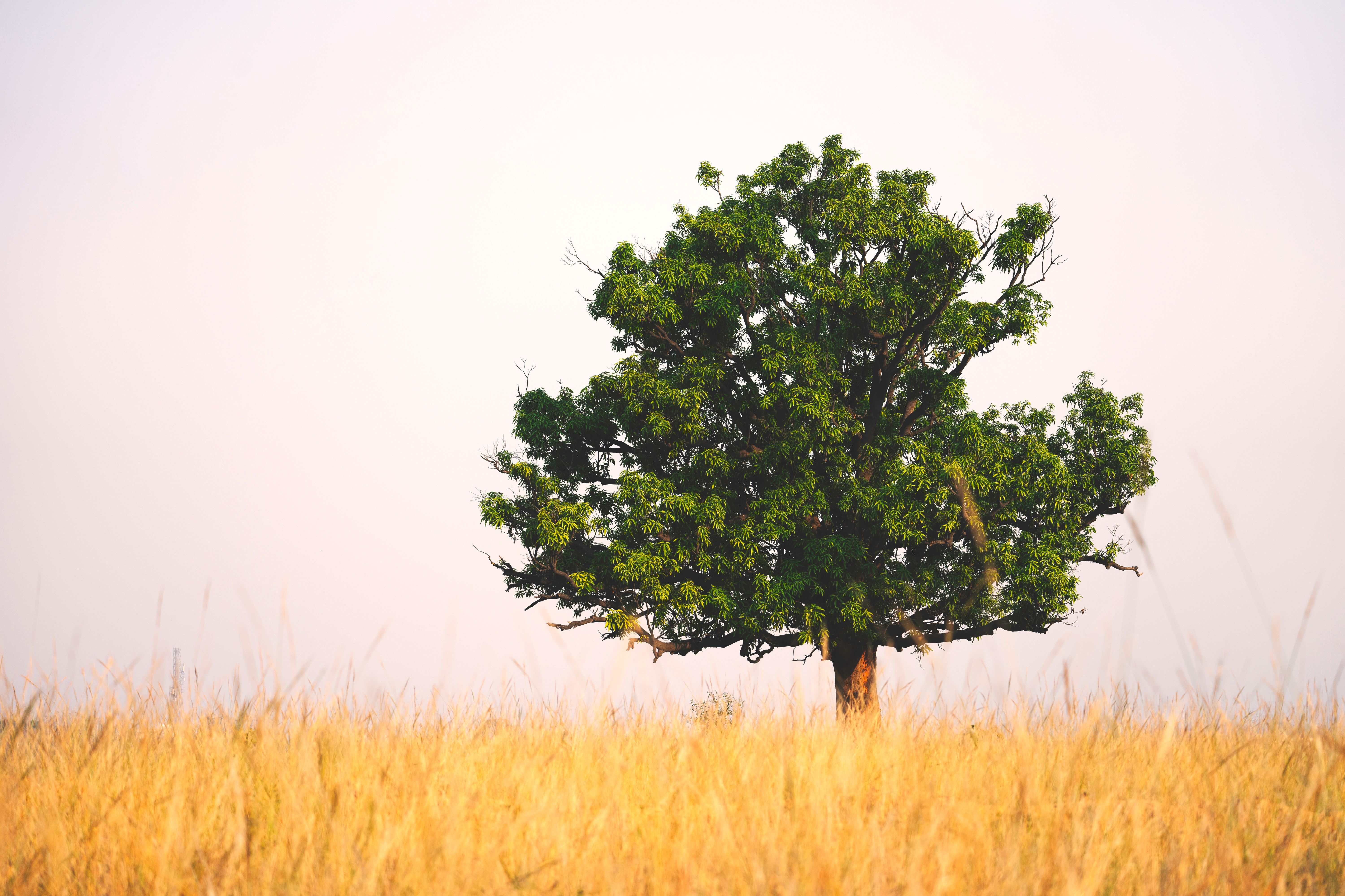 A solitary tree stands tall in the golden grasslands of Sundargarh, capturing nature's serene beauty.