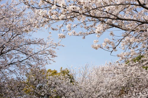 公園, 分公司, 原本 的 免費圖庫相片