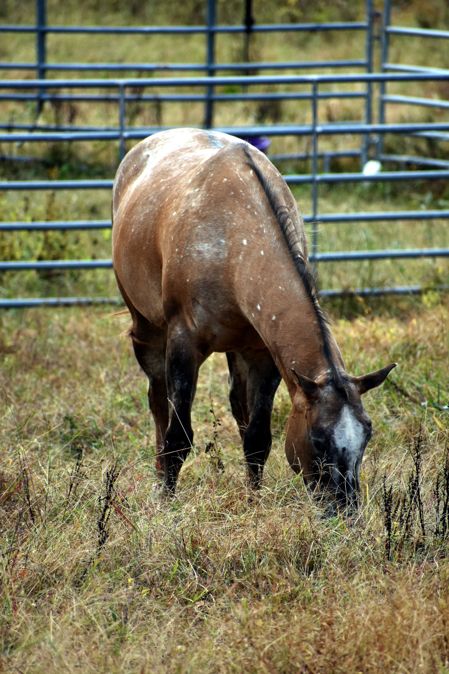 South Fork Style: Equestrian Life, Polo Afternoons & Local Boutiques