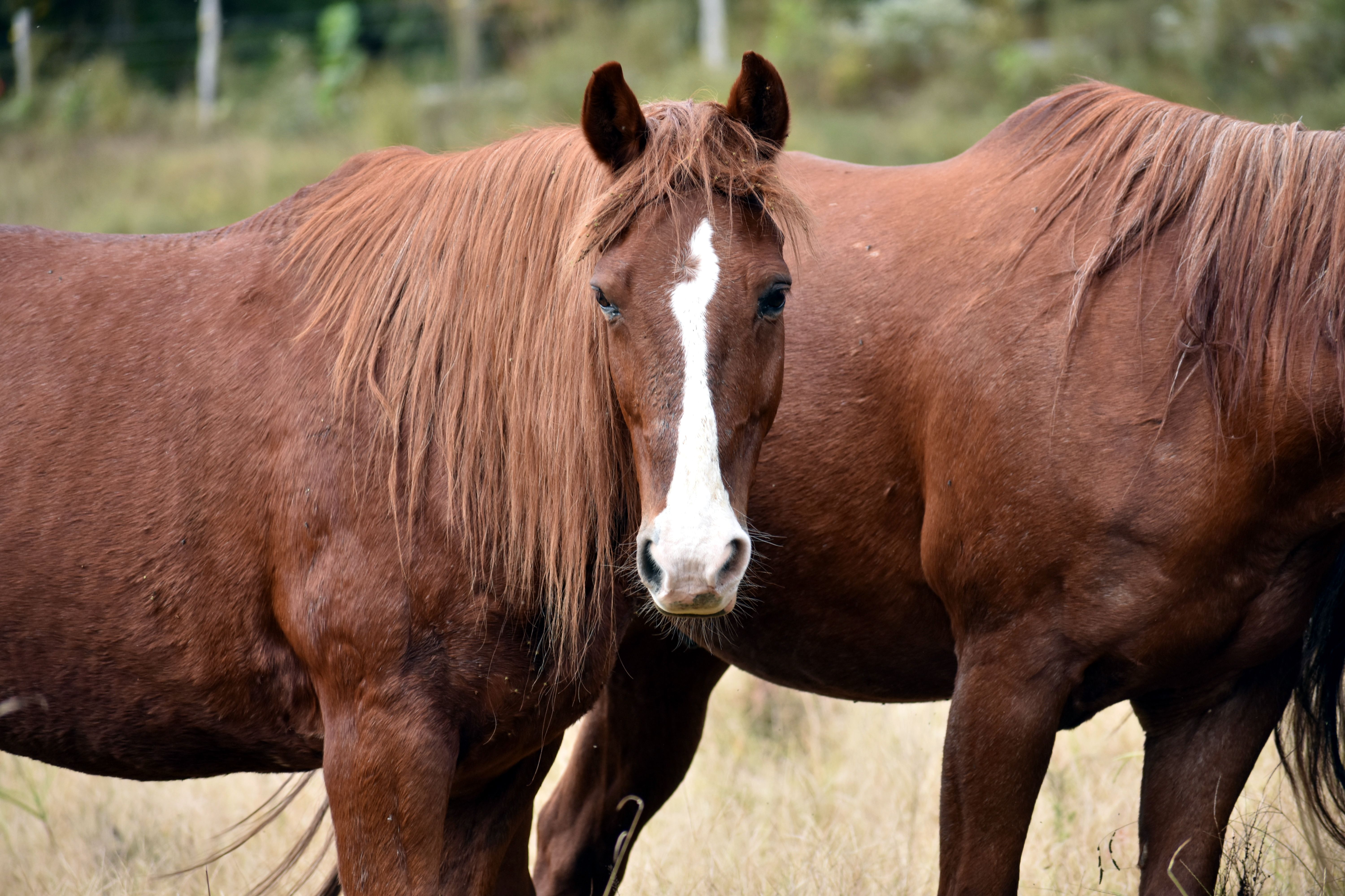 Working Equitation vs. Dressage: Understanding the Key Differences