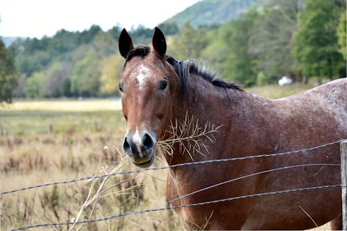 Darmowe zdjęcie z galerii z fotografia koni wiejskich, galop polowy, gospodarstwo