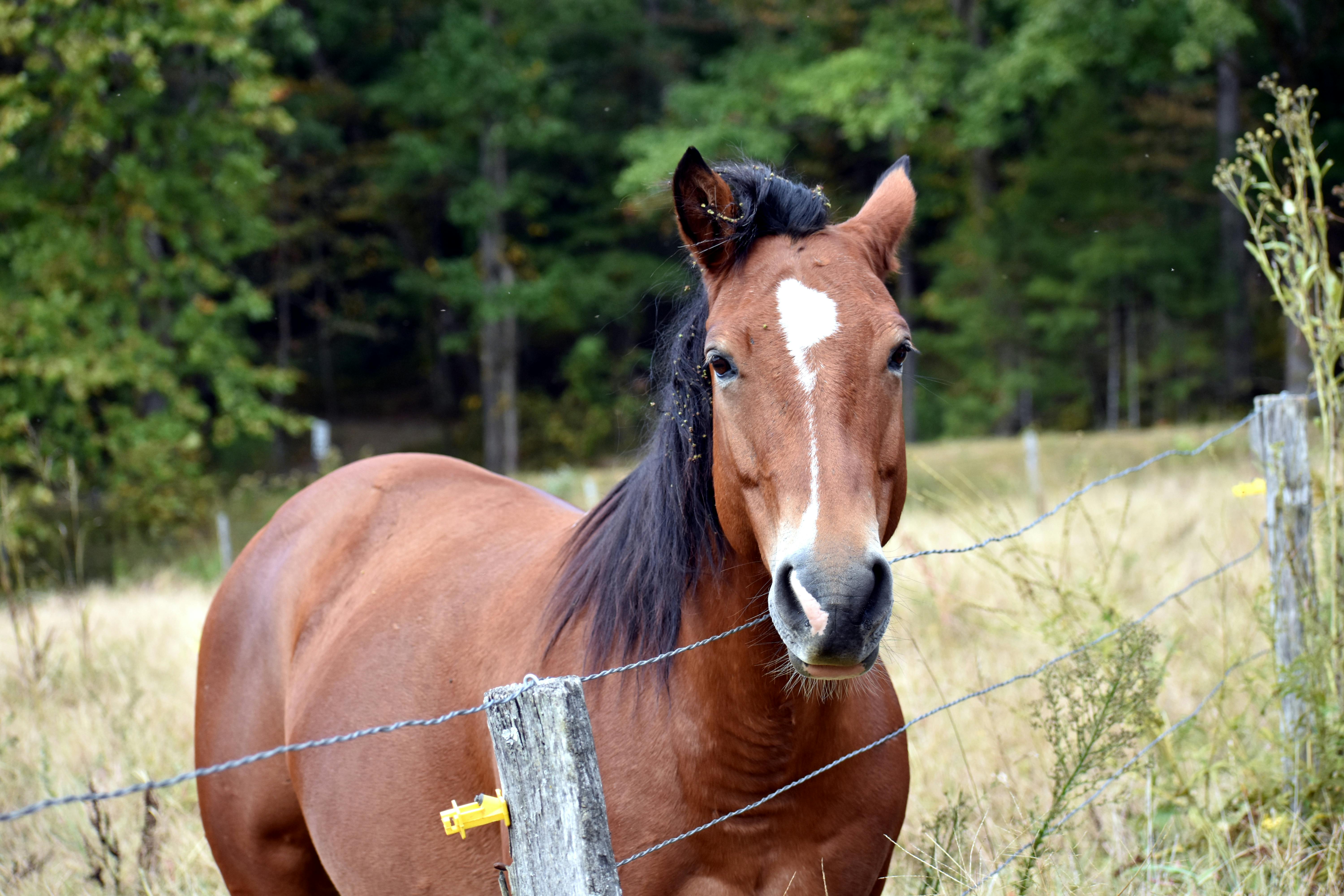 What to Wear to Your First Horseback Riding Lesson (And What We Provide)