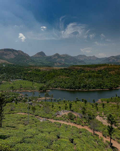 A view of tea plantations and hills in the distance