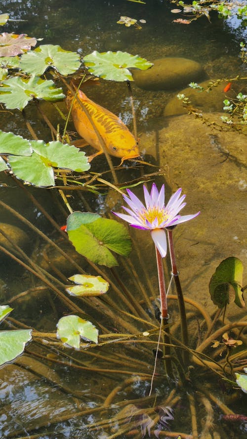 A water lily in a pond with green leaves