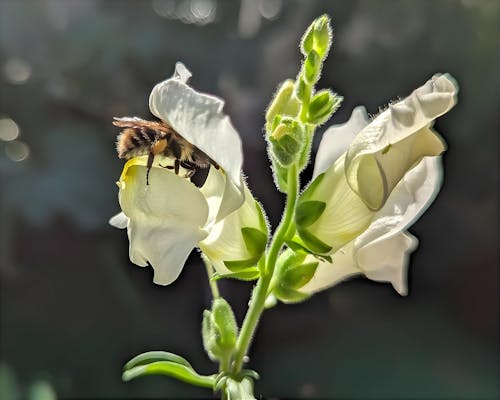 arı, ayrıntı, bahar içeren Ücretsiz stok fotoğraf
