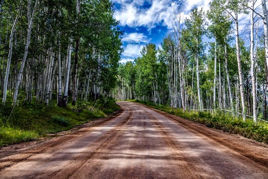 Free stock photo of road, landscape, nature, forest