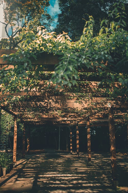 Green Tree Near Brown Wooden House