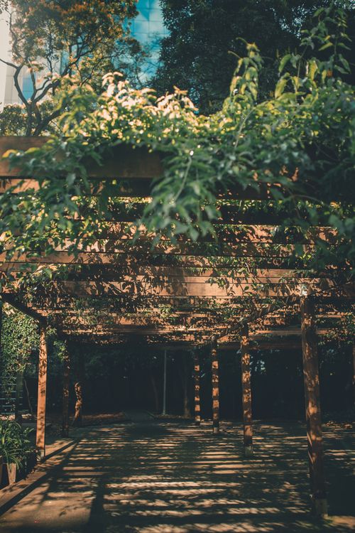 Free Tranquil garden pathway with sunlight filtering through a wooden pergola and lush greenery. Stock Photo