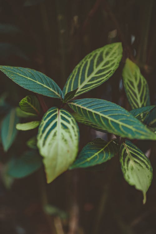 Green Leaf Plant