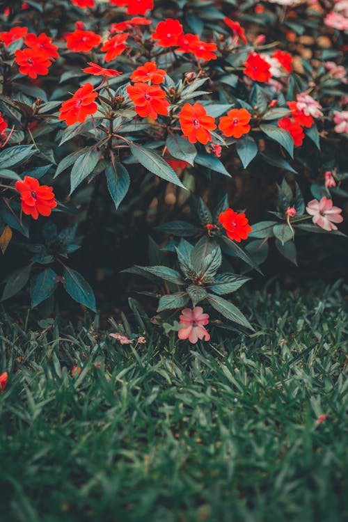 Bunga Petaled Merah