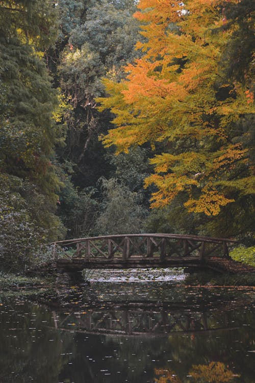 Kostenloses Stock Foto zu bäume, brücke, park