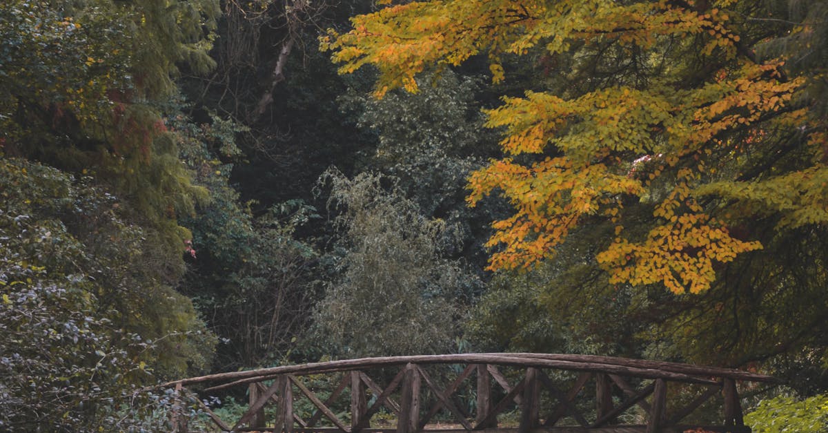 Free stock photo of autumn, bridge, park
