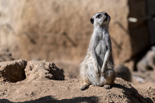 久坐不动, 保護, 動物 的 免费素材图片