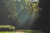 林道幽静，阳光透过秋日的树木，营造出一片宁静的景象