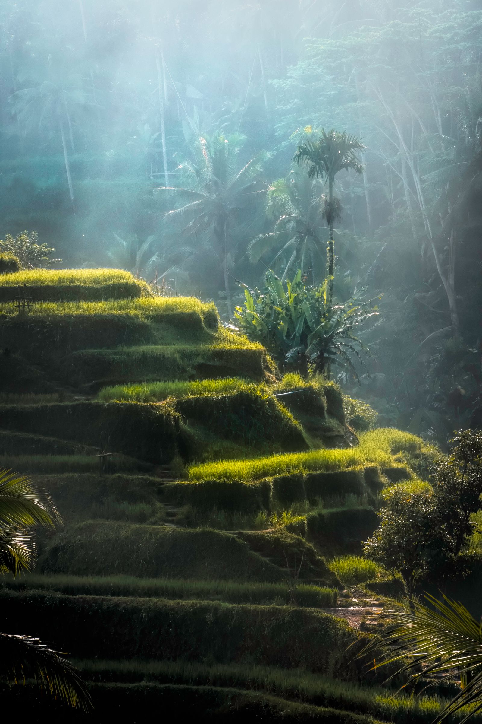 Bali rice terraces at sunrise — Vacations Pro Bali Package