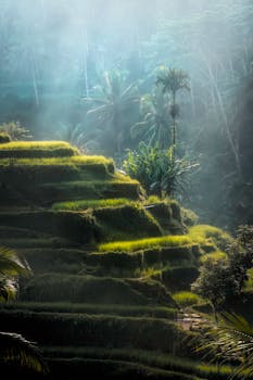 巴厘岛郁郁葱葱的水稻梯田被晨雾笼罩，展现出令人惊叹的自然之美
