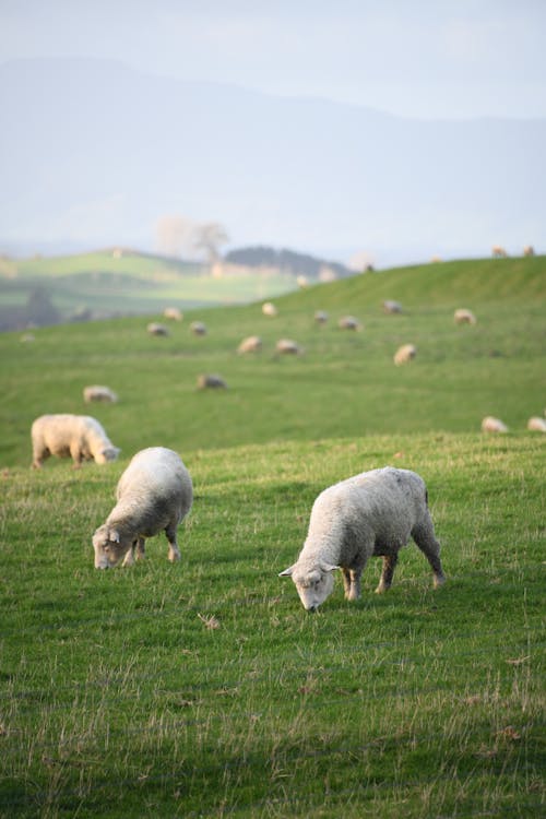 Flock of Sheep Grazing on Green Hills