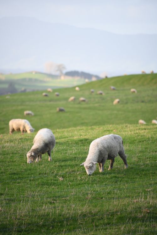 Free A serene landscape of sheep grazing on lush green hills under a soft sky, capturing rural tranquility. Stock Photo