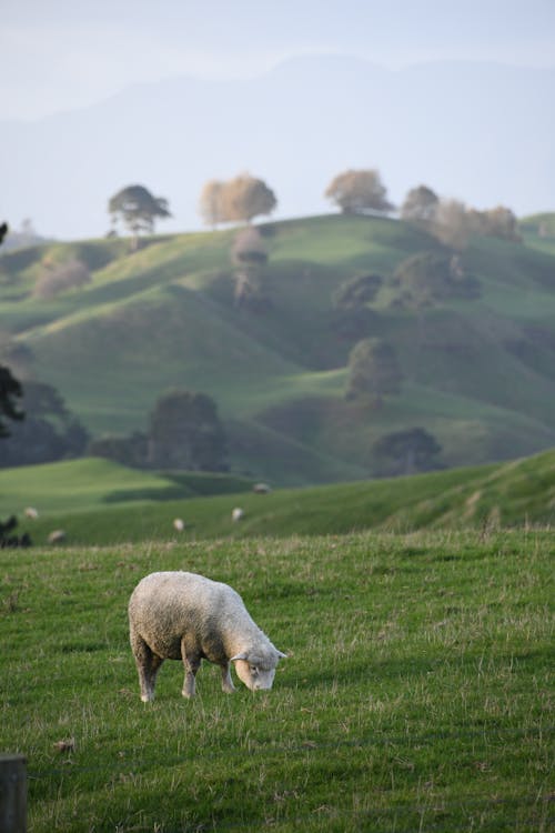 A sheep grazing in a field with a mountain in the background