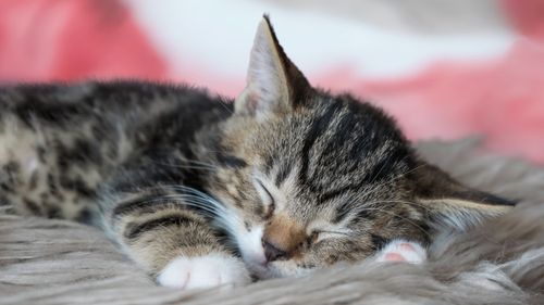 Free Cute tabby kitten peacefully sleeping on a soft furry blanket indoors. Stock Photo