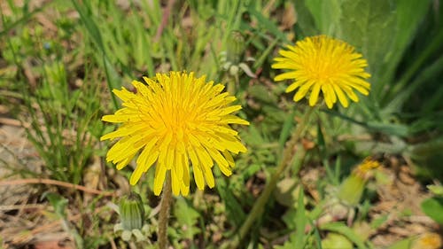 たんぽぽ, タンポポの花の無料の写真素材