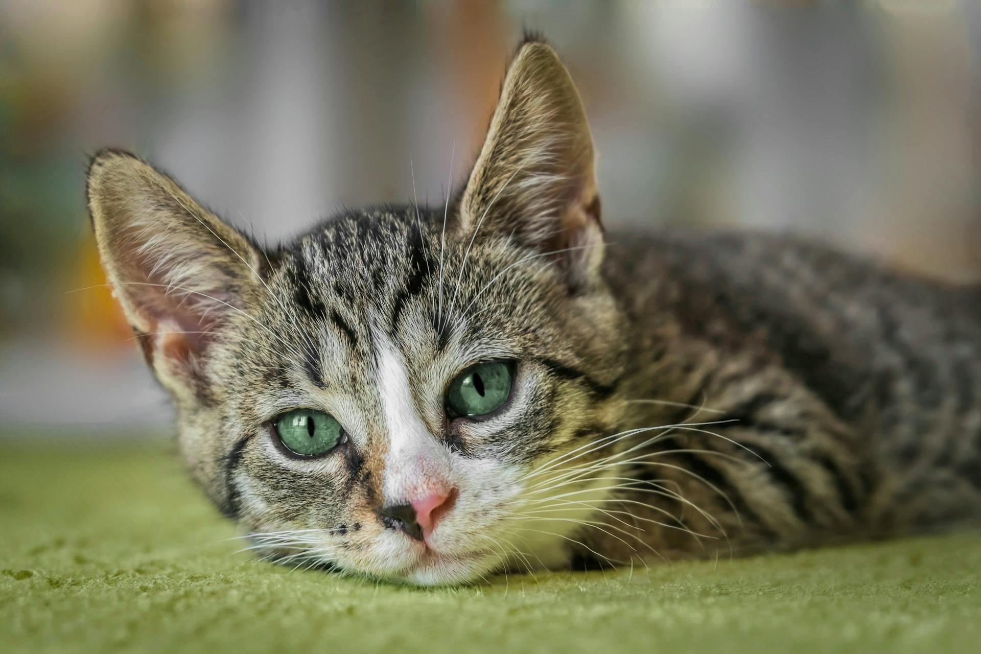 Close-up of a playful tabby kitten lying on a green blanket indoors.