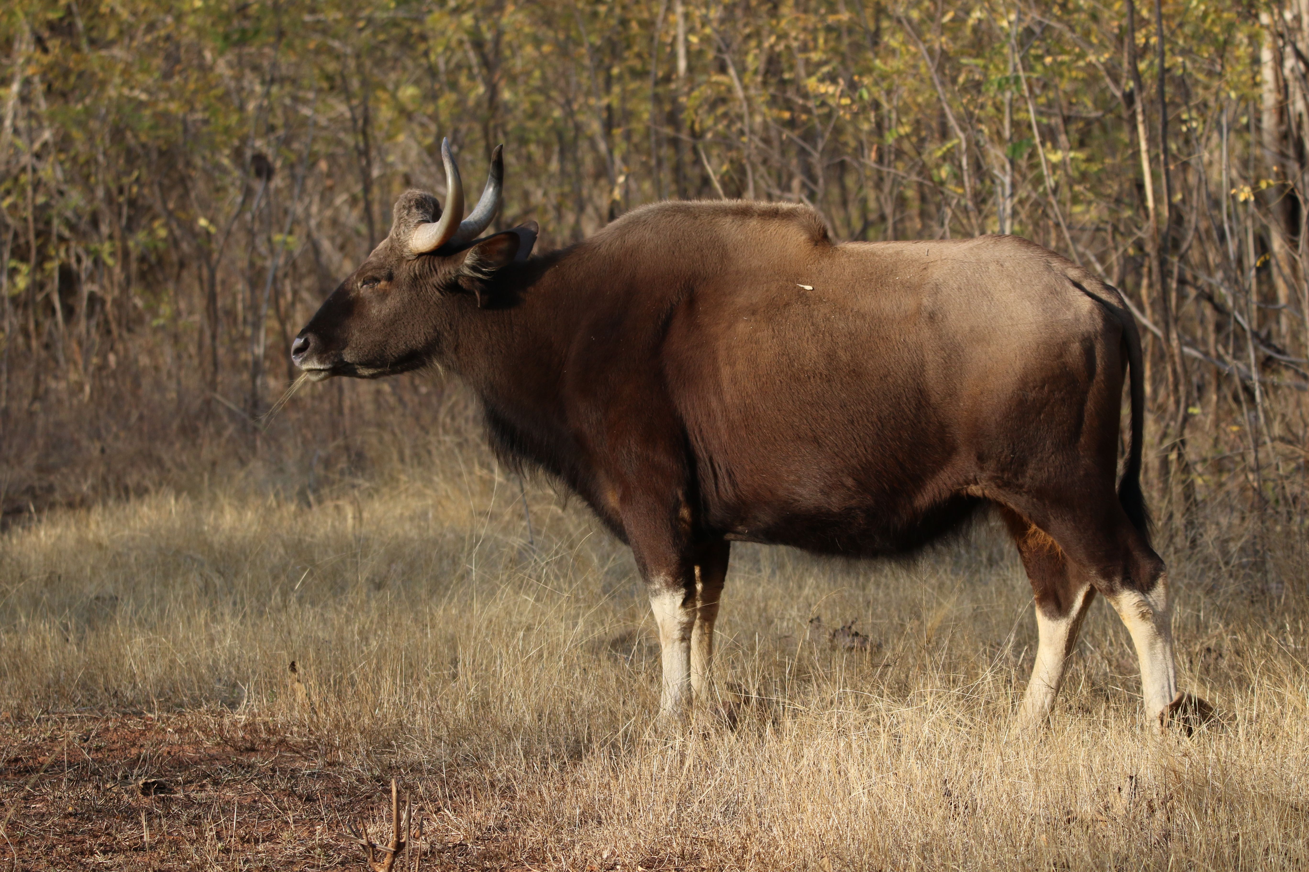 Gaur in Nature · Free Stock Photo