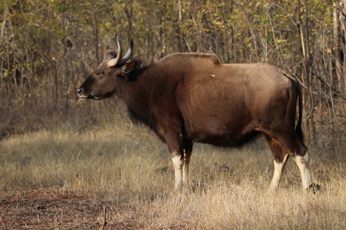 Gaur