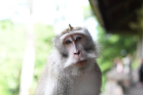 A monkey with a long beard and a crown on its head