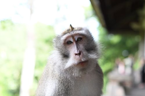 Free A detailed close-up portrait of a macaque monkey displaying curious and alert expressions in its natural habitat. Stock Photo