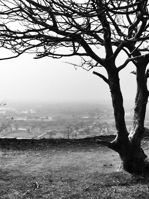 Foto profissional grátis de árvore, solitário