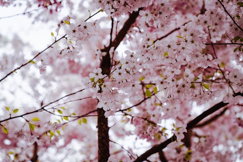 Foto d'estoc gratuïta de arbre, cirerer, flor de cirerer