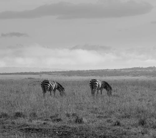 afrika yaban hayatı, atgiller, çayır içeren Ücretsiz stok fotoğraf