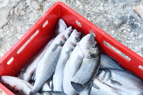 A red crate filled with fish on the ground