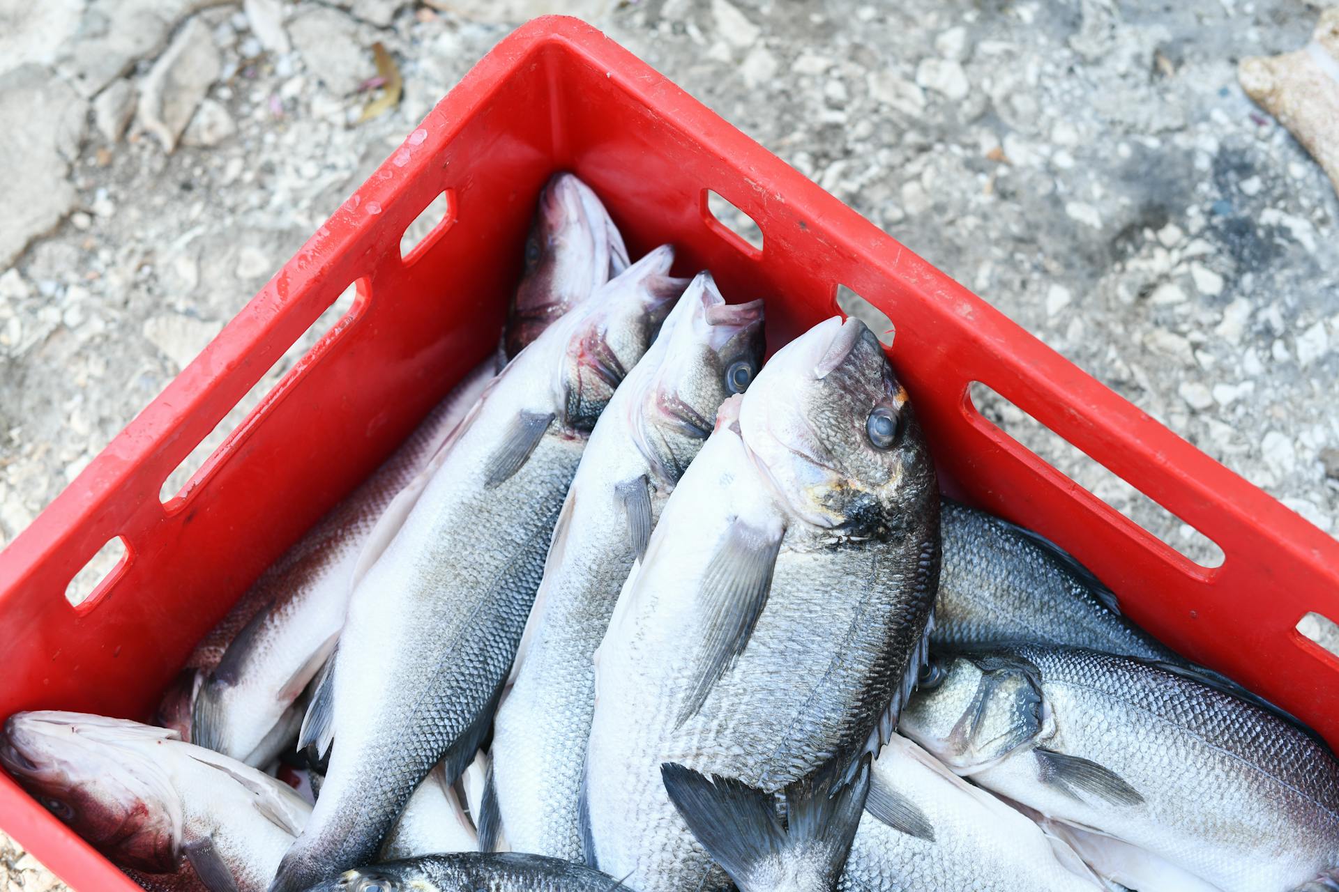 A pile of fresh fish in a red plastic basket, ready for market sale.