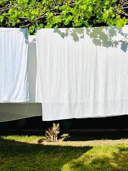 Free A cat sitting on the ground next to a laundry line Stock Photo