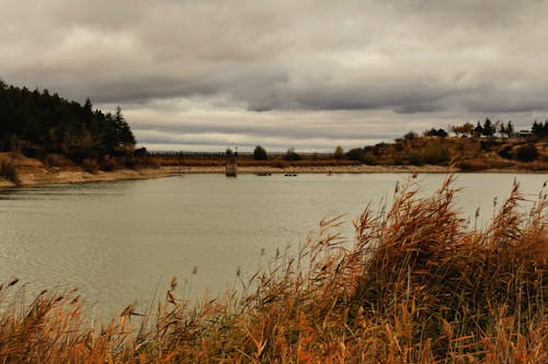 A lake with a cloudy sky and tall grass