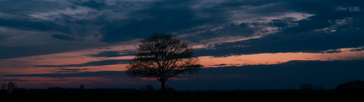 Lonely Tree infront of Sunset