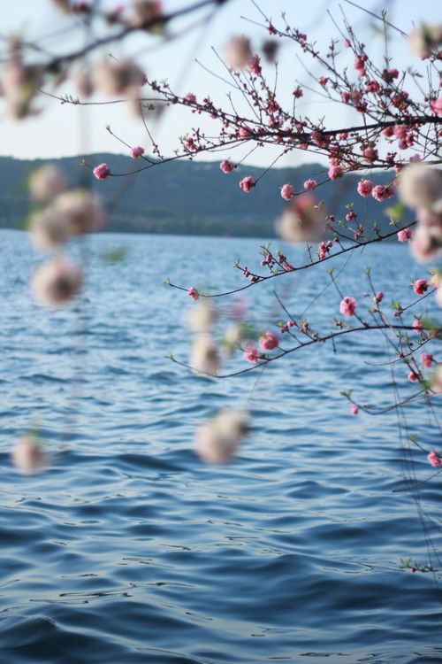 Blossoms on Tree Branches over Lake · Free Stock Photo