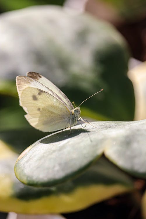 Imagine de stoc gratuită din fluture, focalizare selectivă, fotografie cu animale sălbatice