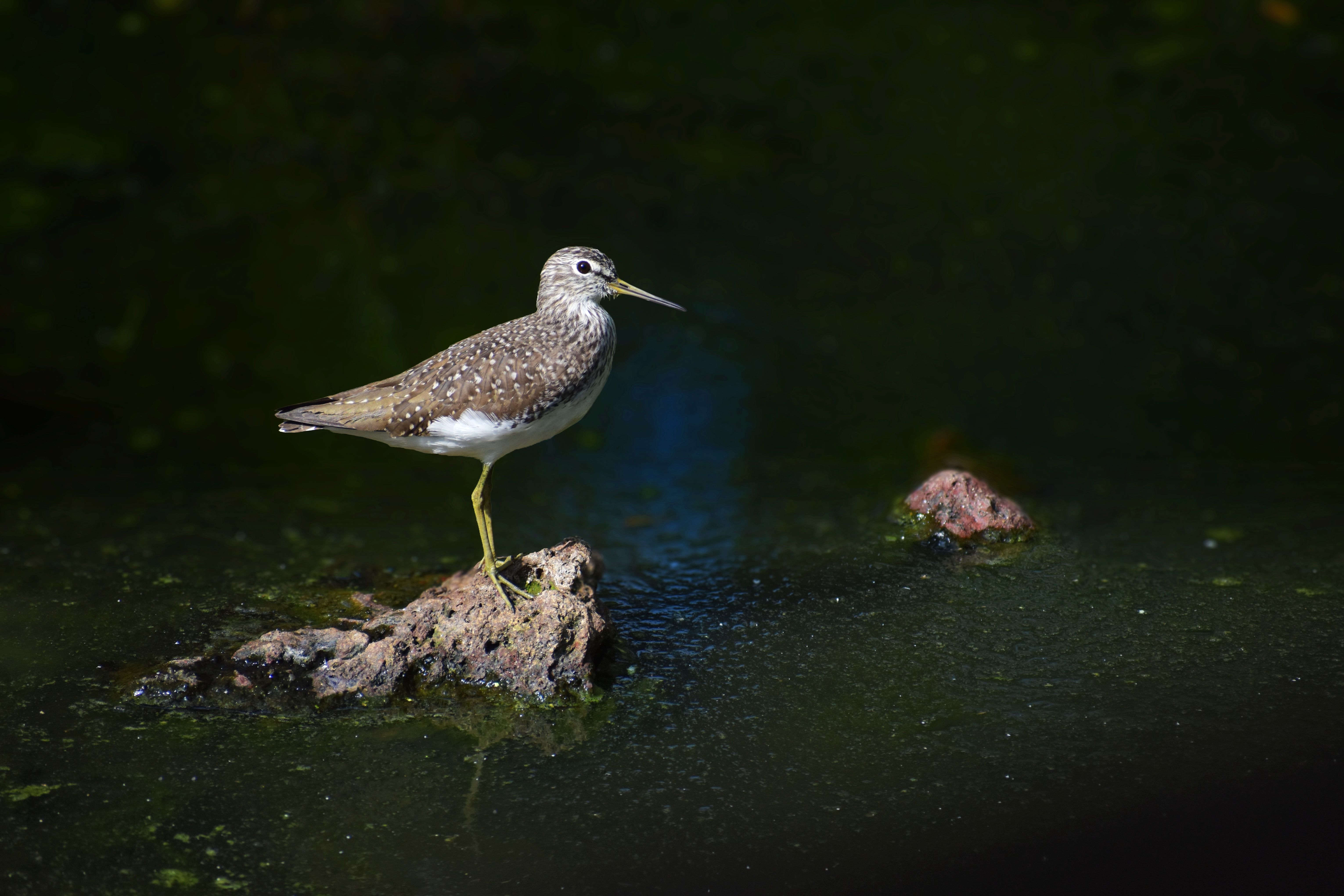 A solitary sandpiper standing on a rock in a watery landscape, MH, India.
