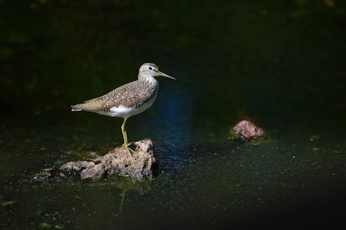 セレクティブフォーカス, ラベンダー・ソリタリ, 動物の無料の写真素材