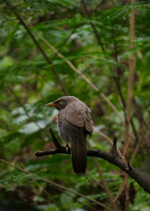 Photos gratuites de branche, forêt, jungle babbler